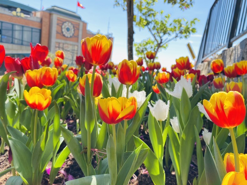 hoa-tulip4-2339-1677407124.jpg