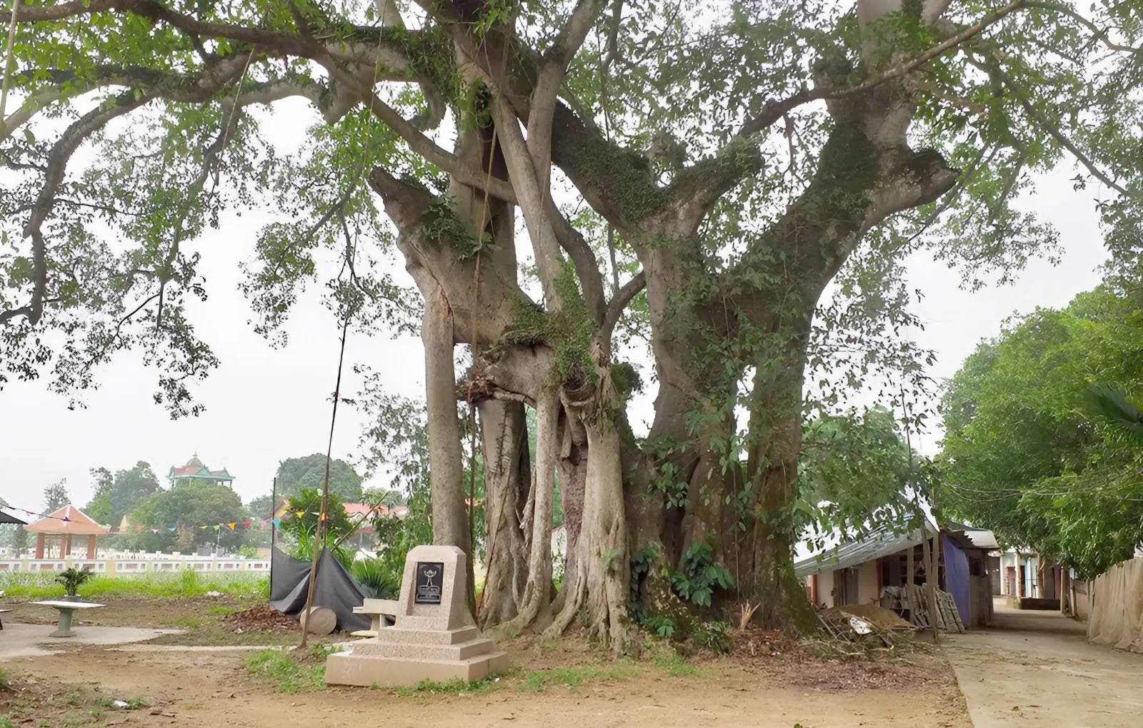 cay-da-xom-doi-hon-500-tuoi-noi-du-kich-van-thang-xuat-phat-di-tham-gia-gianh-chinh-quyen-tinh-phu-tho-1753158325.jpg