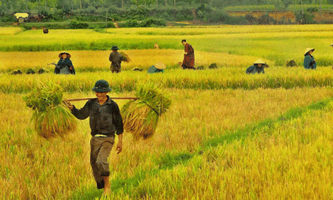 Xã vùng biển phát triển kinh tế đa ngành nghề