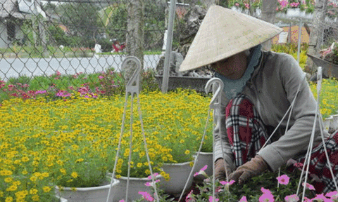 4 kỷ lục Việt Nam tại hội hoa xuân Sa Đéc