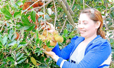 Đổi mới ở xứ vườn Phong Điền