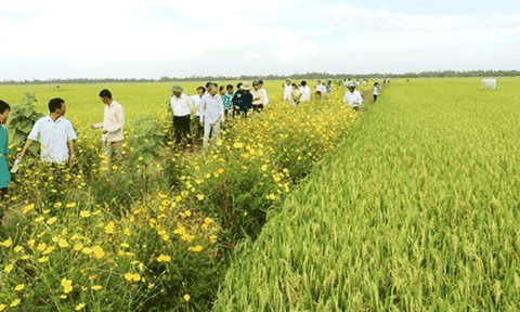 An Giang cán đích trên 4 triệu tấn lúa