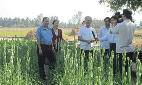 Bạc Liêu: Triển vọng mô hình trồng huệ trắng