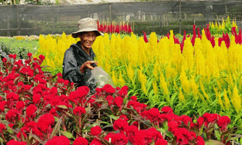 Nông dân Sa Đéc phấn khởi khi hoa Tết trúng mùa, được giá