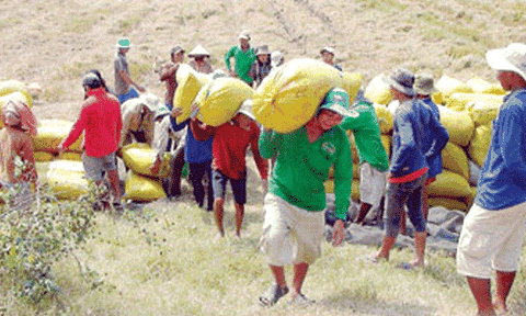 Trên cánh đồng đông xuân 