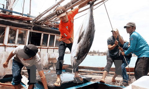 75% tàu cá Bạc Liêu trở lại ngư trường, khai thác hiệu quả cao