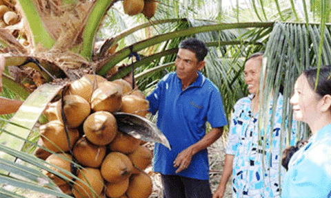 Khá lên nhờ cây dừa xiêm đỏ