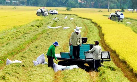  Lúa gạo giảm giá, nông dân ĐBSCL "méo mặt" 