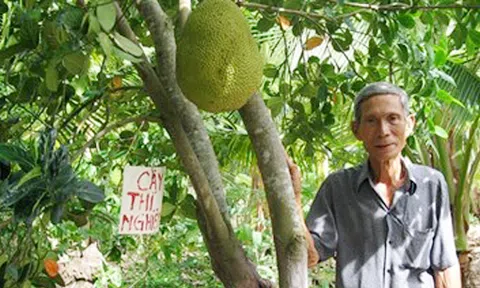 Đột phá trồng mít không hạt mà giàu