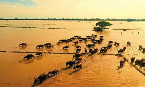 Mùa len trâu ở miền Tây Nam bộ