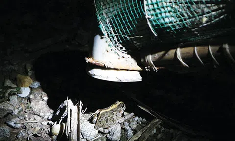 Thú vị nghề săn nhái đêm