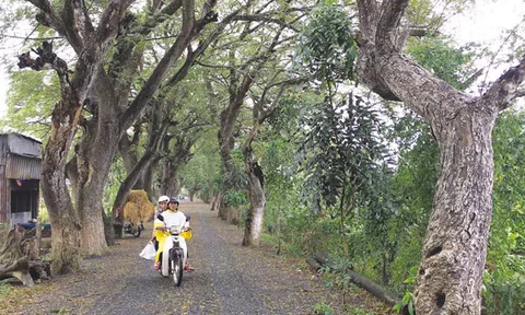 Bình yên giữa hàng còng