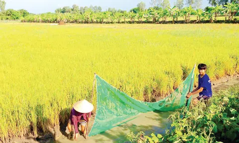 ĐBSCL trong những ghi chép “rất Sơn Nam”