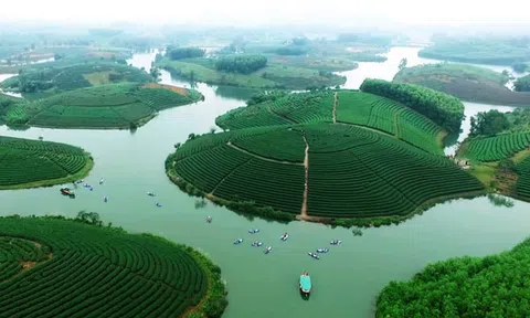 Đảo chè Thanh An