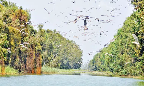 Có một Đồng Tháp Mười thu nhỏ ở Long An