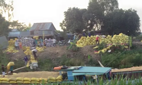 An Giang: Xuất khẩu gạo đạt 430 ngàn tấn