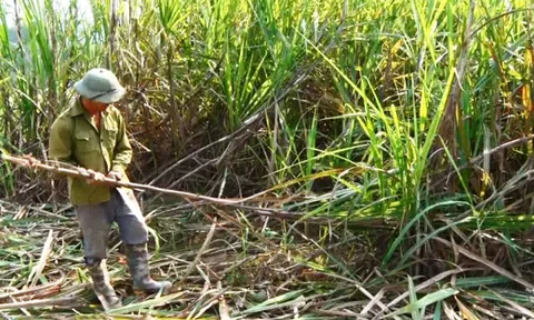 Tuyên Quang: Cây mía làm thay đổi bộ mặt nông thôn