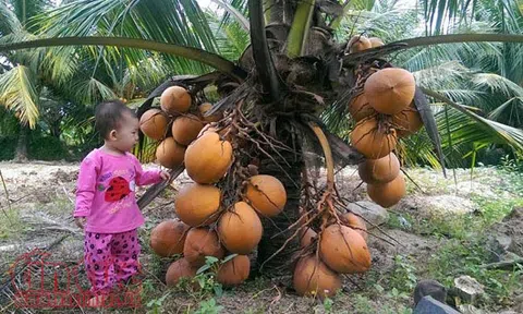 Độc đáo giống dừa "ngồi" hái ở miền Tây