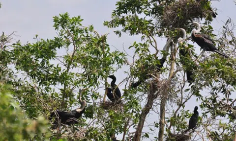 “Chợ chim trời” - Từ góc nhìn du lịch