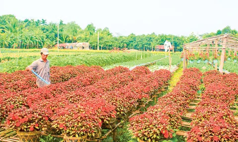 Tạo đột phá để nông nghiệp Cần Thơ phát triển