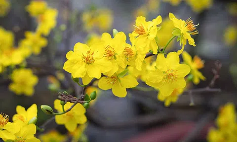 Tết Nguyên Đán: Đưa màu gì vào nhà cho hợp