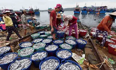 Đầu năm ngư dân Quảng Ngãi trúng đậm cá cơm