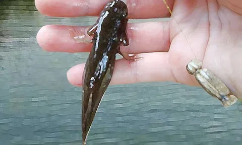 Câu cá bống dừa