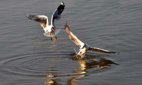 Tuyệt đẹp cảnh chim hải âu săn mồi trên biển Kiên Giang