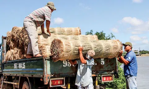 “Vương quốc” lác bên dòng Cổ Chiên