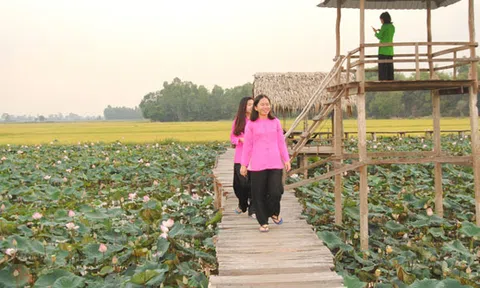 Sắc sen Tháp Mười quyến rũ du khách