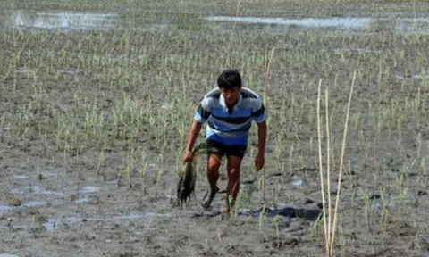 Bến Tre: Độ mặn 4% xâm nhập vào đất liền gần 40km