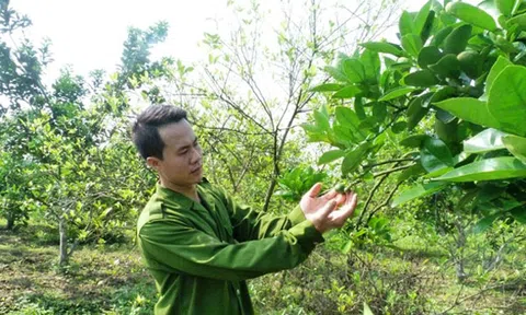 Triệu phú 8X làm giàu trên mảnh đất quê hương