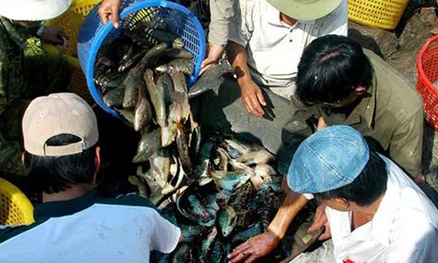 Chỉ mới nhớ tới mùa cá về đìa ở miền Tây thôi đã sướng