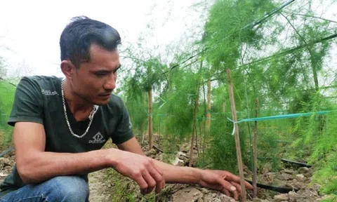 Tuyên Quang: Làm giàu từ măng Tây