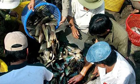 Chỉ mới nhớ tới mùa cá về đìa ở miền Tây thôi đã sướng