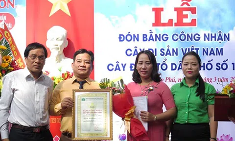 Quảng Ngãi đón nhận Bằng công nhận cây di sản Việt Nam