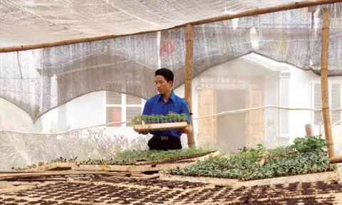 Tuổi trẻ làm nông nghiệp xanh (bài 2)