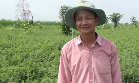 Lão nông hiến đất trồng thuốc nam làm từ thiện