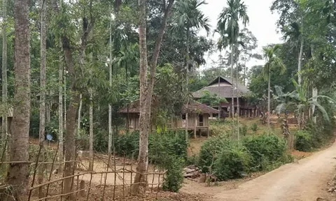 Cây Dổi xanh, hướng đi mới cho cây trồng bền vững