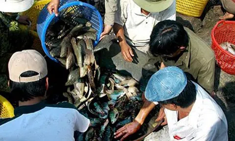 Chỉ mới nhớ tới mùa cá về đìa ở miền Tây thôi đã sướng