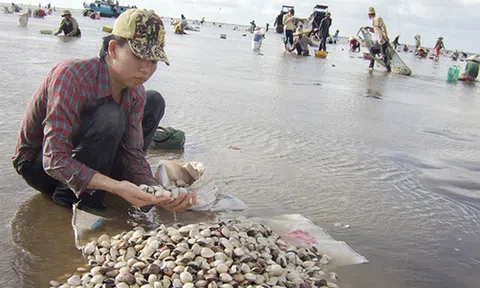 Nghêu chết bất thường, thiệt hại hàng tỉ đồng