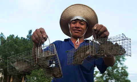 Theo chân thợ bẫy chuột không cần mồi nhử ở Đồng Tháp Mười