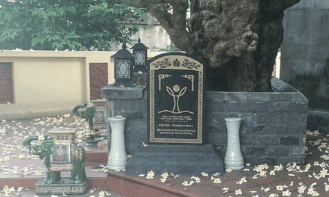 Câu chuyện kỳ thú về cây cổ thụ hơn 400 năm tuổi ở miếu An Đà