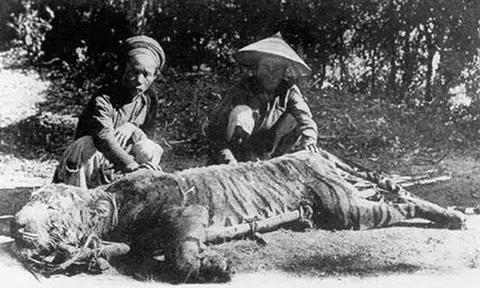 Huyền thoại U Minh: Dưới sông sấu lội - trên rừng cọp đua