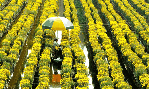 Phát triển nghề trồng hoa kiểng kết hợp du lịch