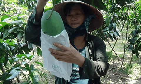 Xoài Đồng Tháp sẵn sàng cho trái đặc sản "bay" sang Mỹ