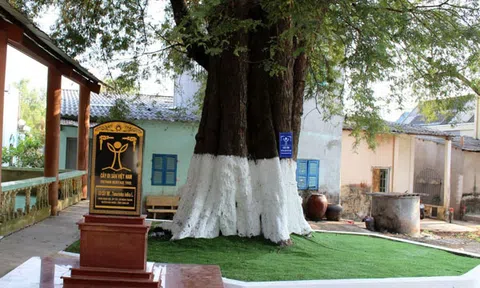 10 cây me được công nhận Cây di sản Việt Nam