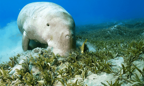 Đi tìm sự thật về "nàng tiên cá" ở vùng biển Phú Quốc 