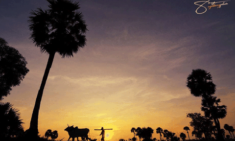 Vẻ đẹp bình dị mà hút khách vùng sông nước An Giang