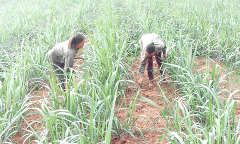 Nghĩa Phúc xây dựng mô hình sản xuất mía nguyên liệu